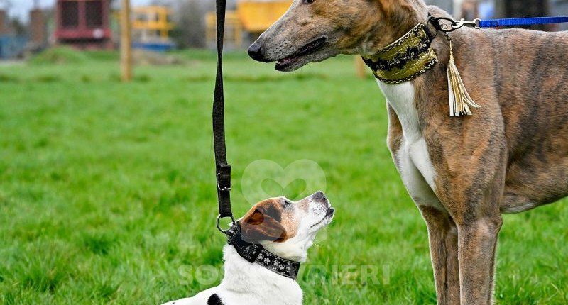 Jarred-Greyhound