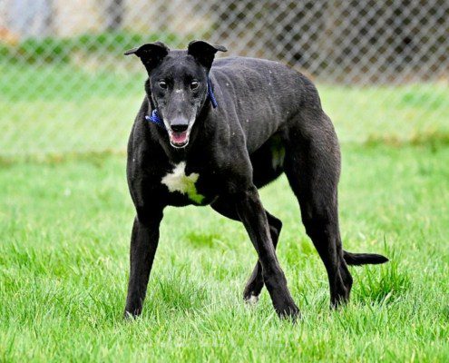 Jeraldine-Greyhound