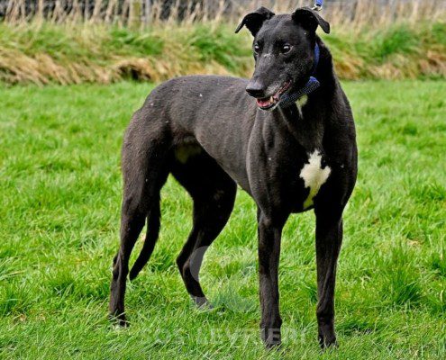 Jeraldine-Greyhound