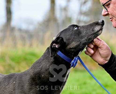 Jeraldine-Greyhound