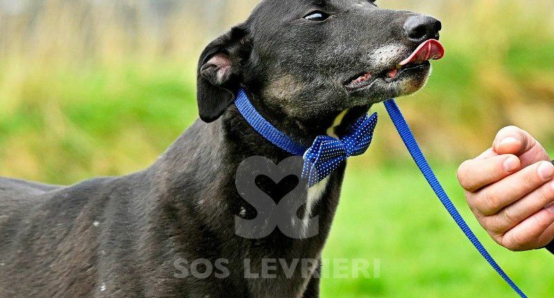 Jeraldine-Greyhound