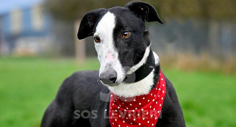 Jeremy-Greyhound