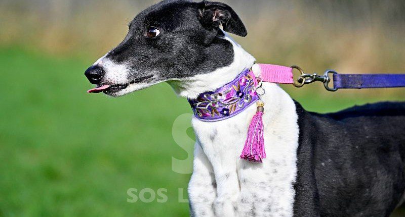 Julie-Greyhound