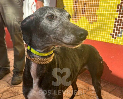 Loda-Galgo