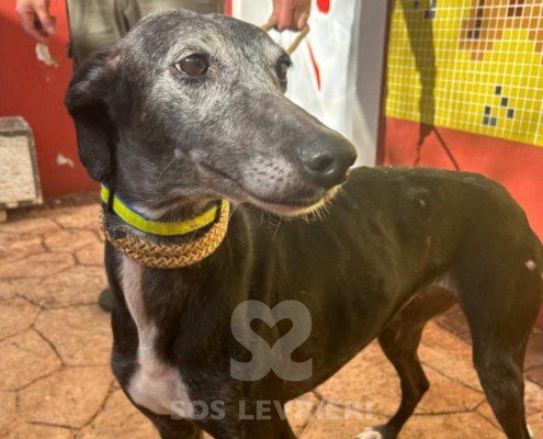 Loda-Galgo