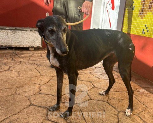 Loda-Galgo