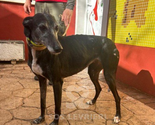 Loda-Galgo