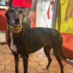 Loda-Galgo