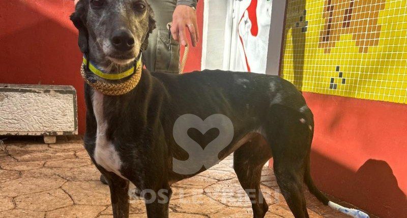 Loda-Galgo
