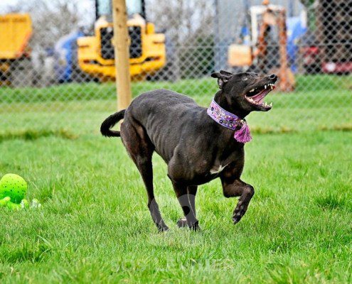 Meghan-Greyhound