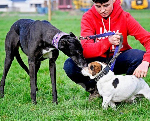 Meghan-Greyhound