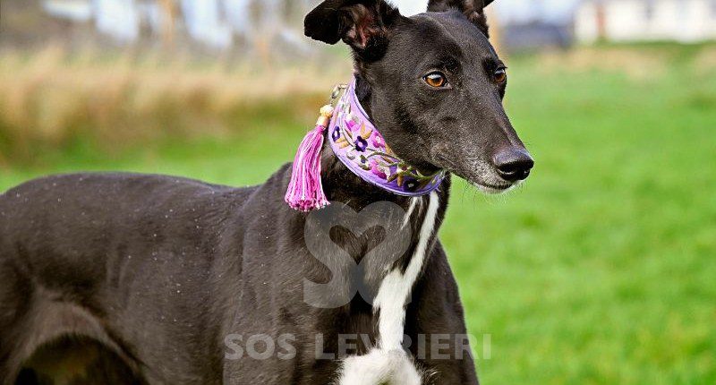Meghan-Greyhound