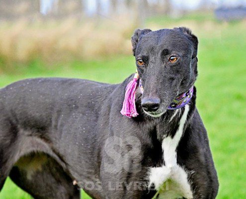 Meghan-Greyhound
