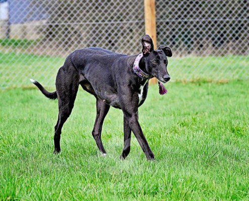 Meghan-Greyhound