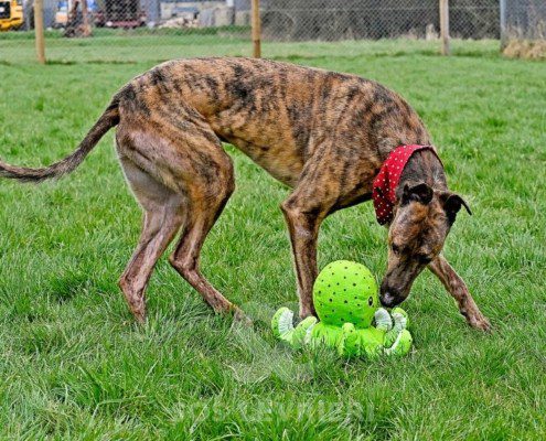 Miller-Greyhound