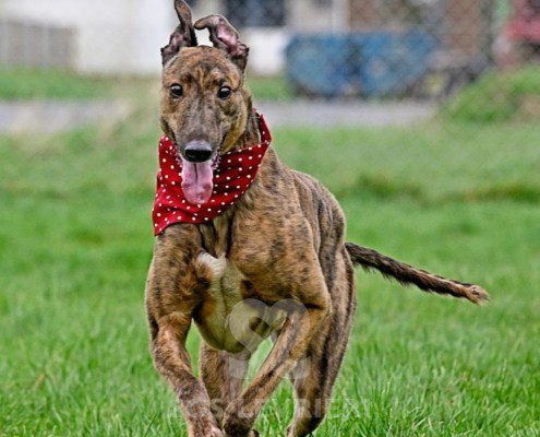 Miller-Greyhound