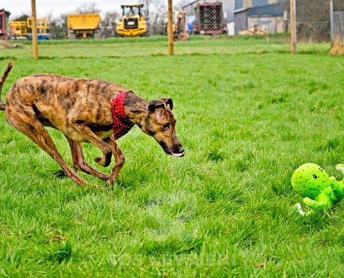 Miller-Greyhound
