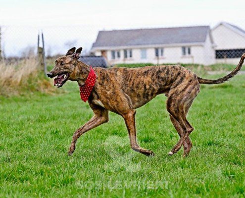 Miller-Greyhound