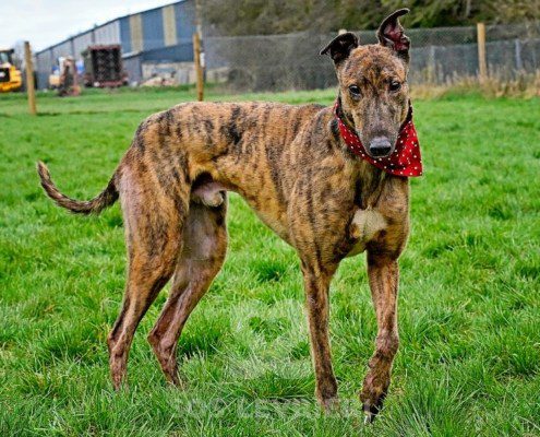 Miller-Greyhound