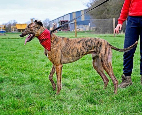 Miller-Greyhound