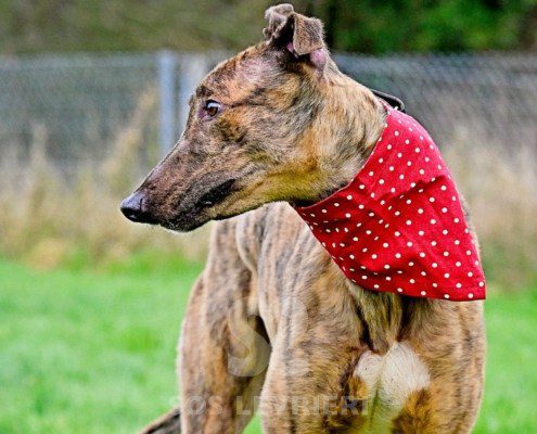 Miller-Greyhound