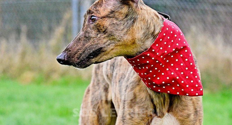 Miller-Greyhound