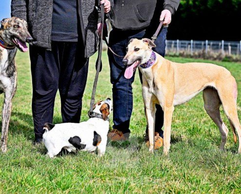 Minerva-Greyhound