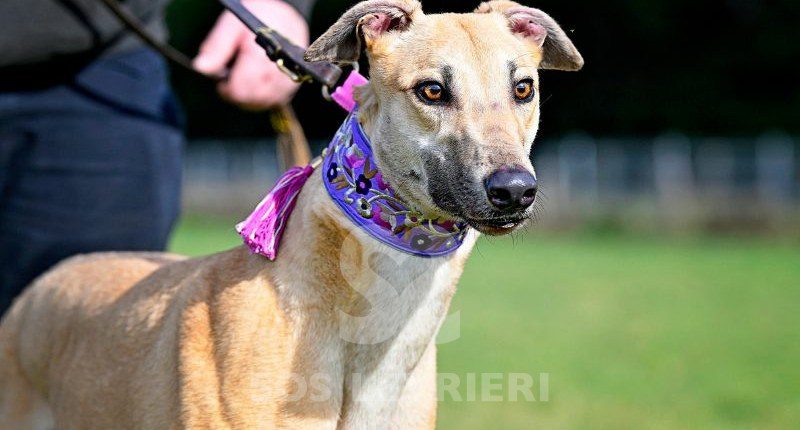 Minerva-Greyhound