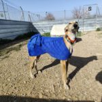 Navarra-Galgo
