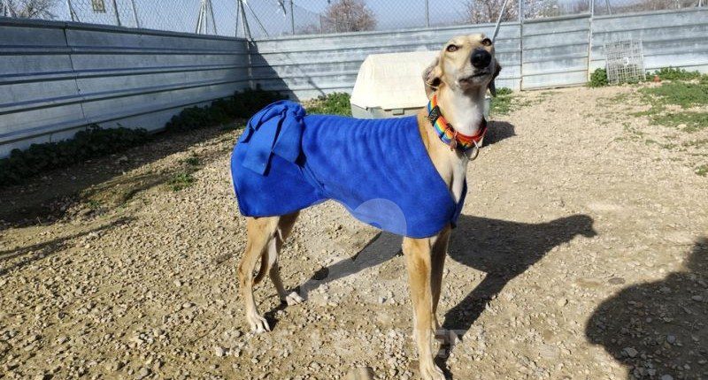 Navarra-Galgo