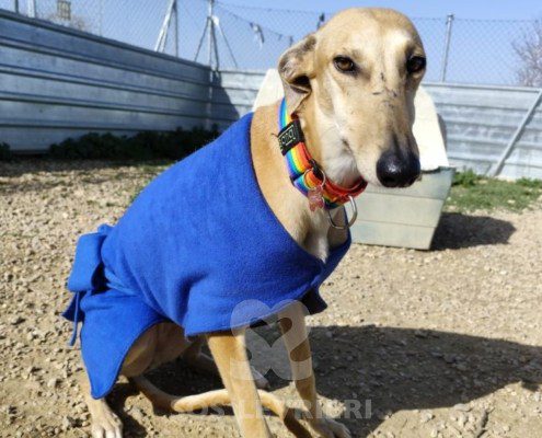 Navarra-Galgo