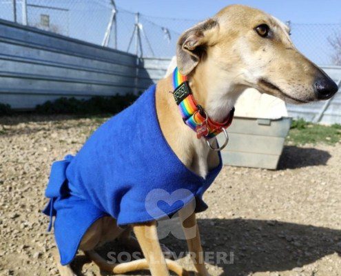 Navarra-Galgo