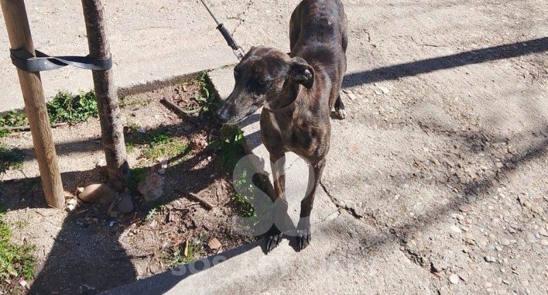 Niwi-Galgo