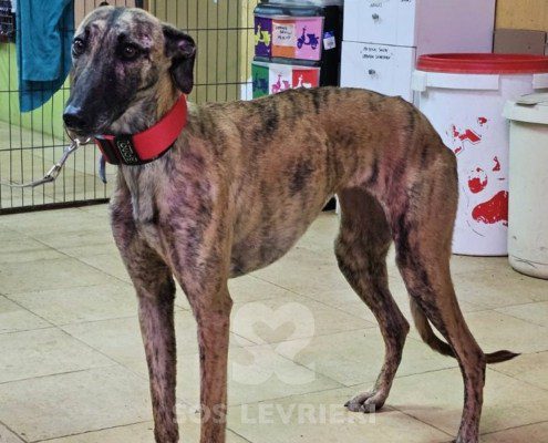 Nunca-Galgo