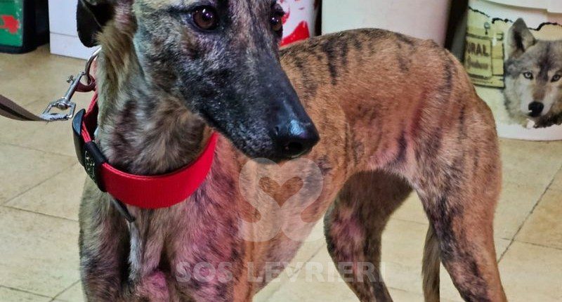 Nunca-Galgo