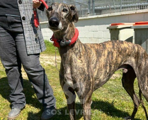 Odiseo-Galgo