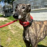 Odiseo-Galgo