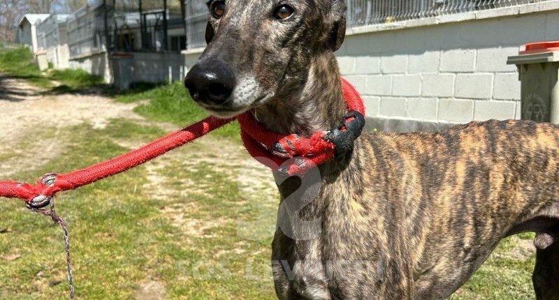 Odiseo-Galgo