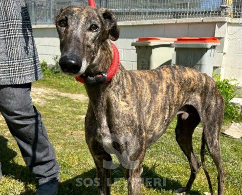 Odiseo-Galgo