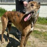 Rayder-Galgo
