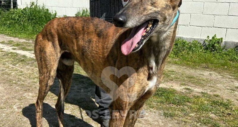 Rayder-Galgo