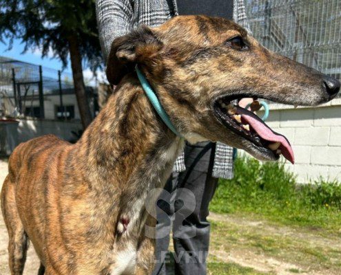 Rayder-Galgo