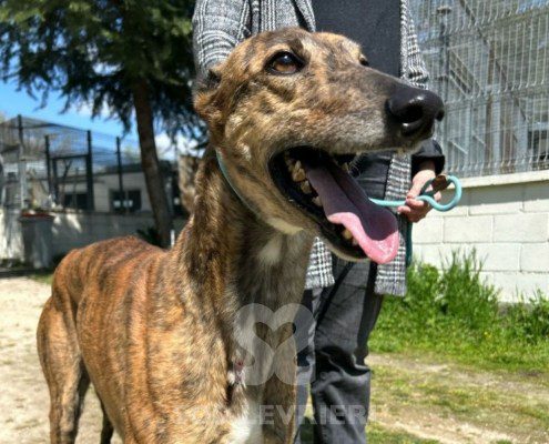 Rayder-Galgo