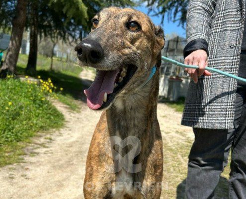 Rayder-Galgo