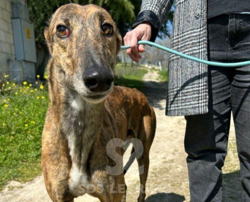 Rayder-Galgo