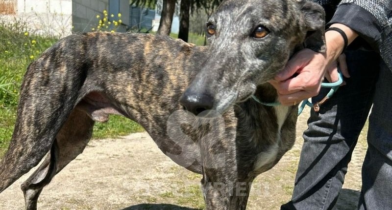 Rayo-Galgo
