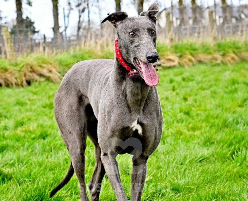 Sage-Greyhound