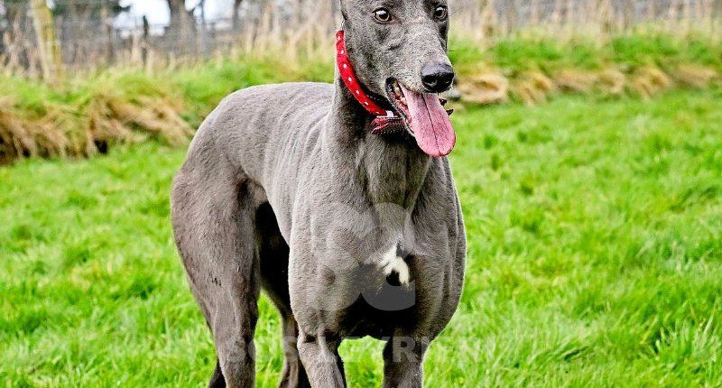 Sage-Greyhound