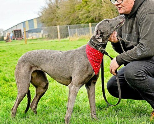 Sage-Greyhound