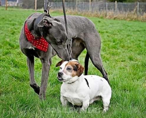 Sage-Greyhound